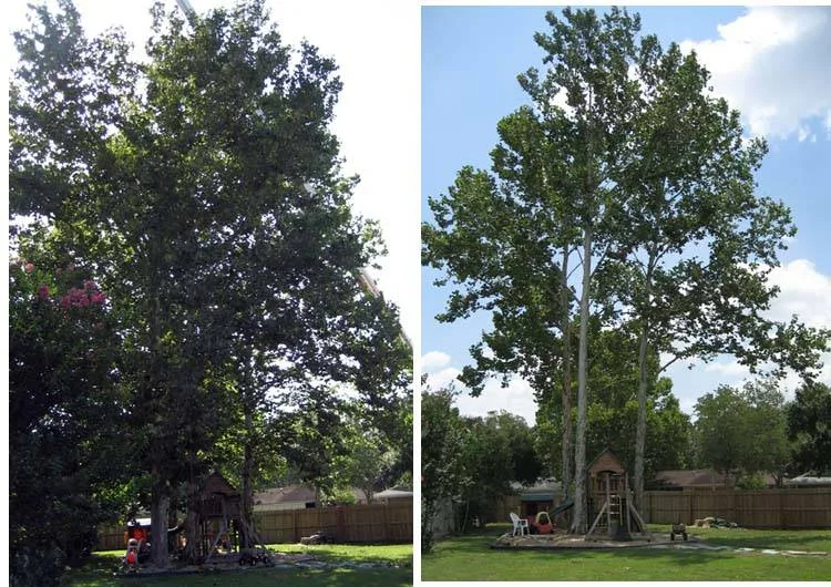 Bauermeister Tree