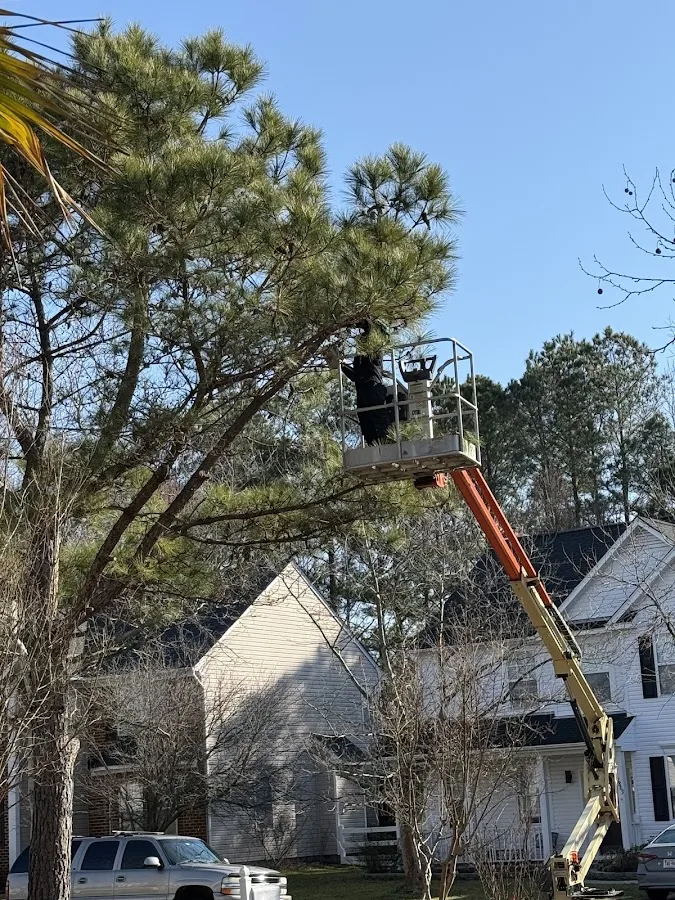 Beach Tree Care