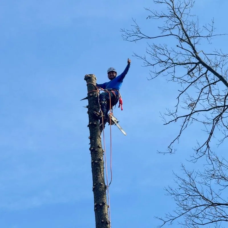 Benjamin Indy Tree Service LLC gallery 4