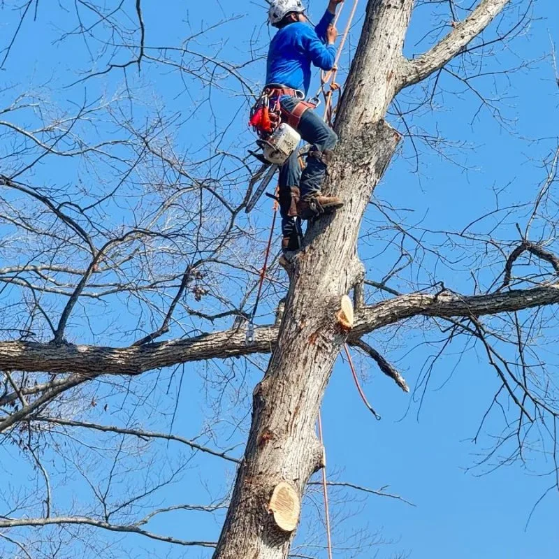 Benjamin Indy Tree Service LLC gallery 7