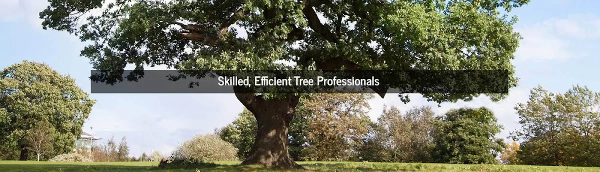 Beny's Tree Service