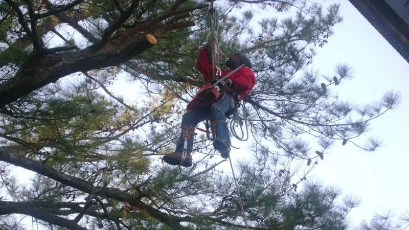Berryman Tree Service Huntsville