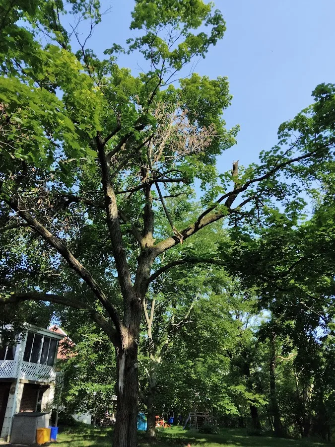Best 4 less tree service