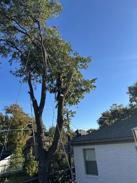 Best Choice Tree Services LLC
