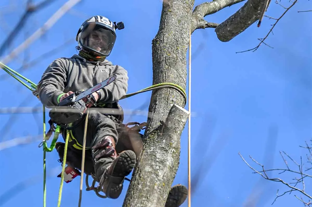Big Brothers Tree Services gallery 3