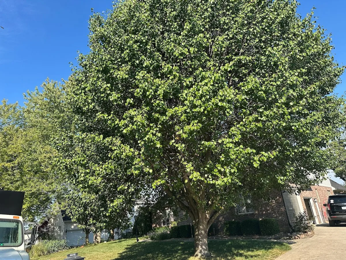 Big Brothers Tree Services gallery 2
