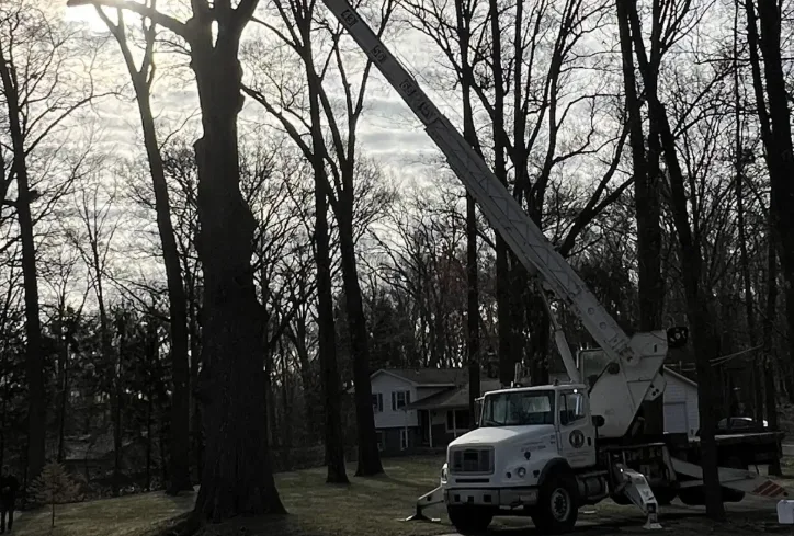 Big Chipper Tree Service LLC gallery 2