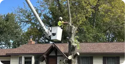 Big Chipper Tree Service LLC gallery 3