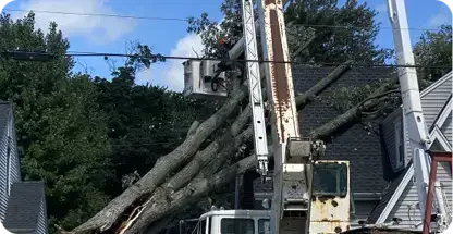 Big Chipper Tree Service LLC gallery 4