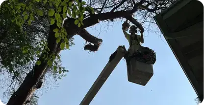 Big Chipper Tree Service LLC gallery 5