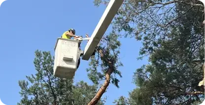 Big Chipper Tree Service LLC gallery 8