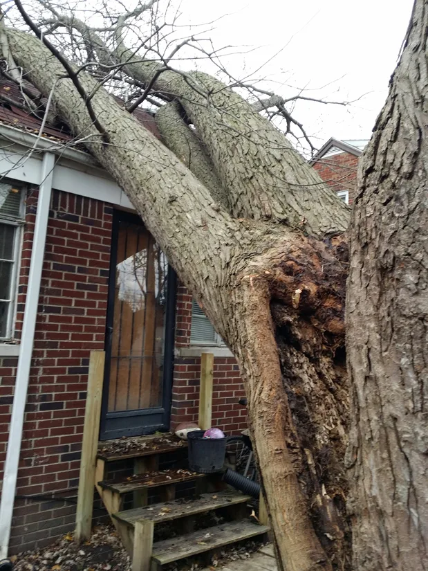 Big Dave's Tree Service gallery 2