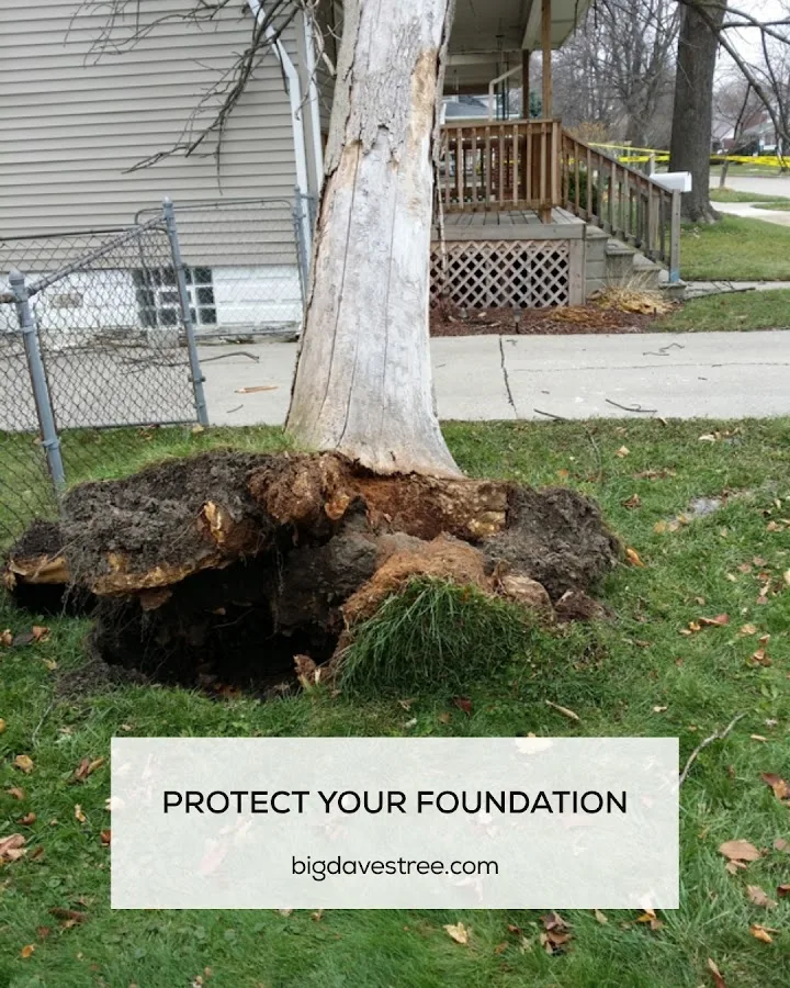 Big Dave's Tree Service gallery 4