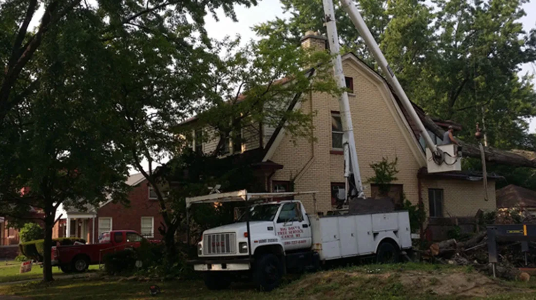 Big Dave's Tree Service gallery 5