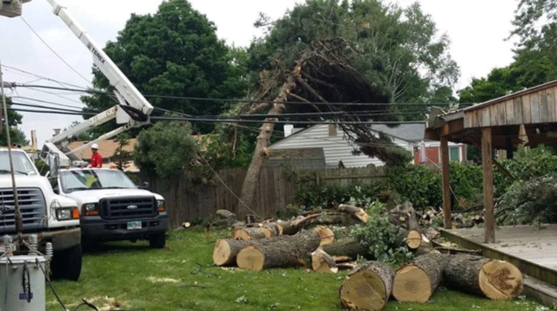 Big Dave's Tree Service gallery 6