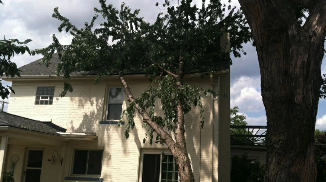 Big Dave's Tree Service gallery 7