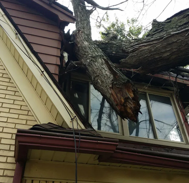 Big Dave's Tree Service gallery 8