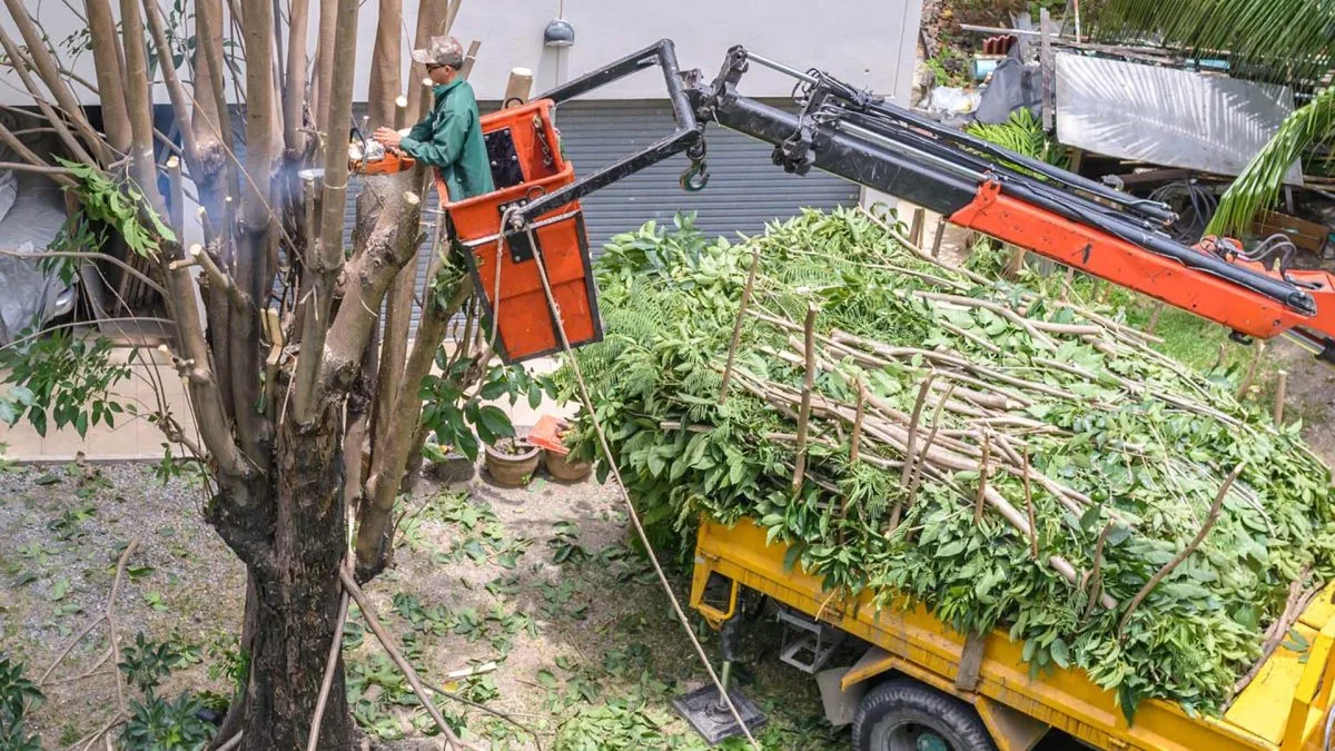 Big Easy Tree Removal: New Orleans Tree Service & Stump Grinding Company work site