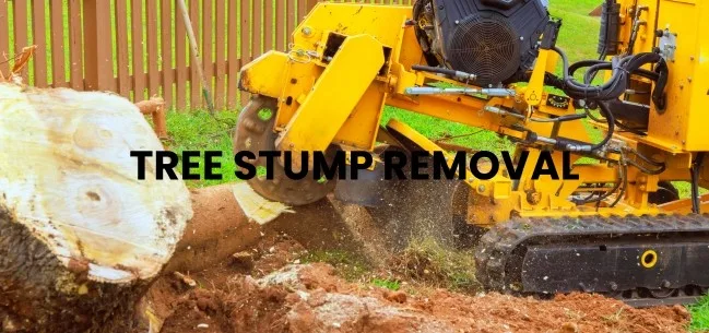 Big Easy Tree Removal: New Orleans Tree Service & Stump Grinding Company gallery 2