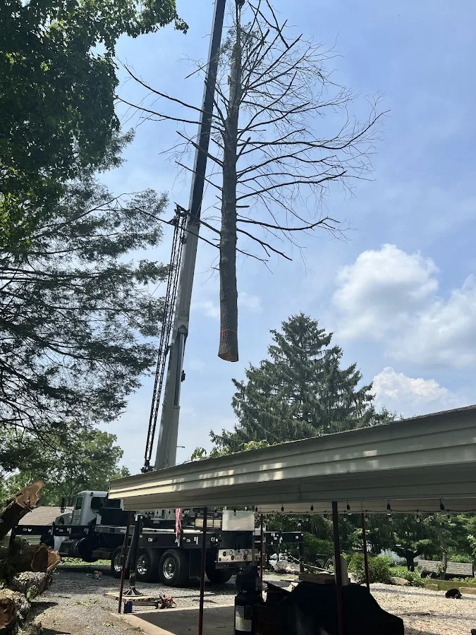Billow’s Tree & Landscape, LLC