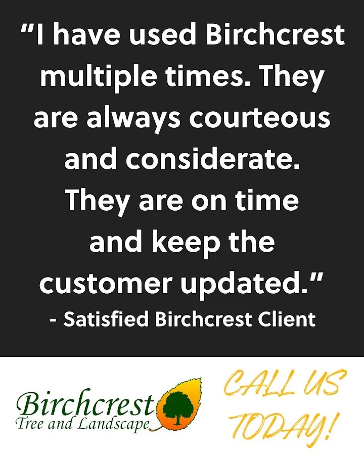 Birchcrest Tree & Landscape gallery 4