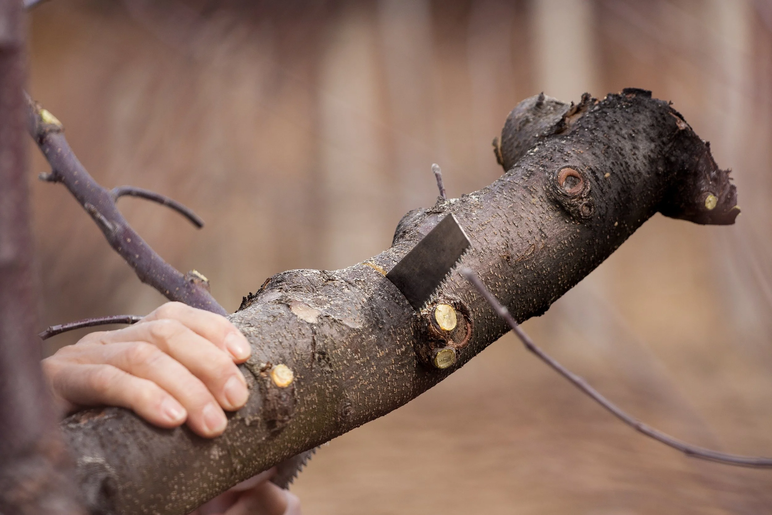 Black Cherry Tree Service gallery 5