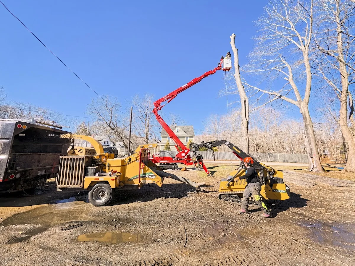 Blue Ox Tree Service