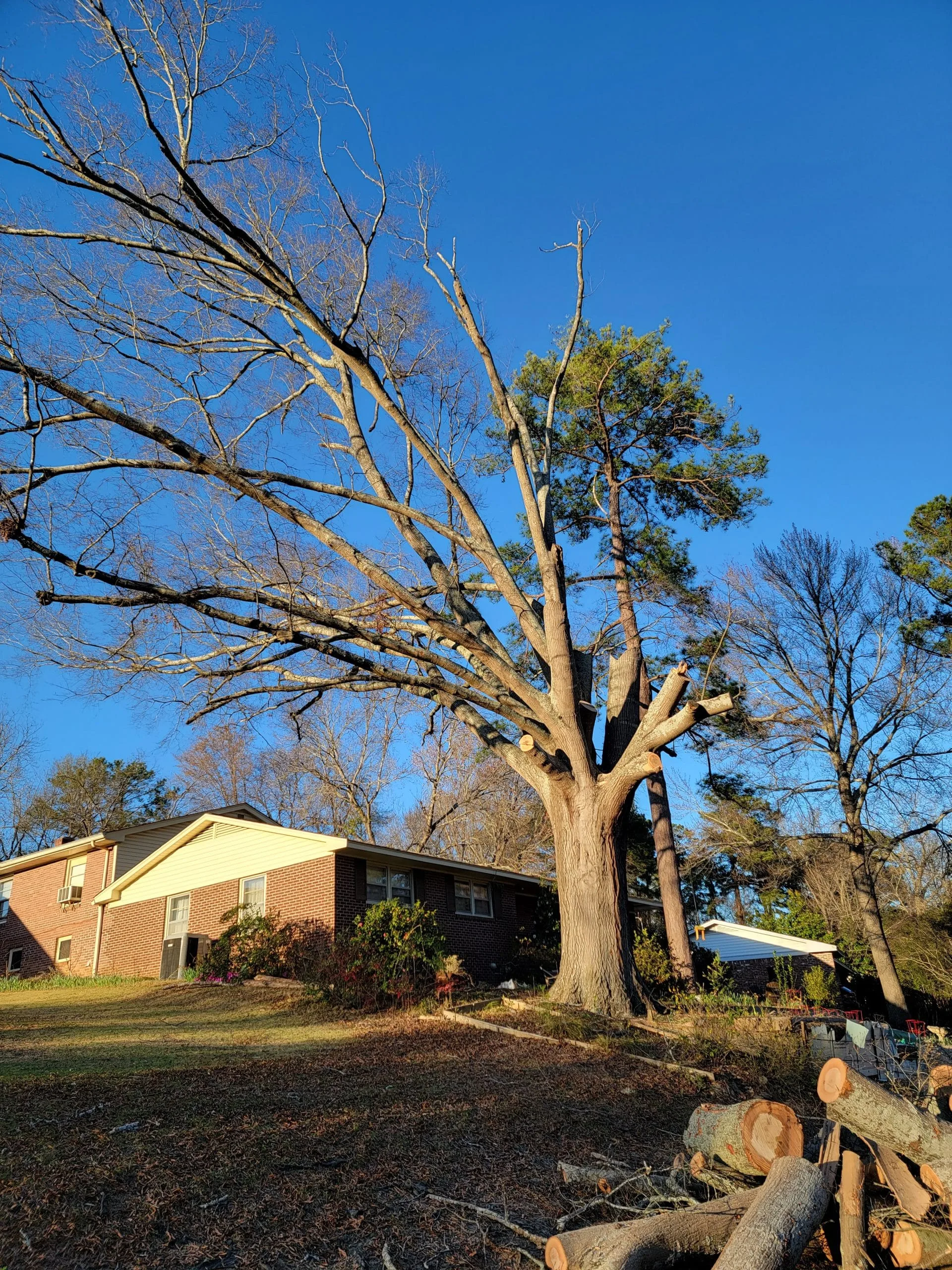 Bluegrass Tree & Lawn gallery 5