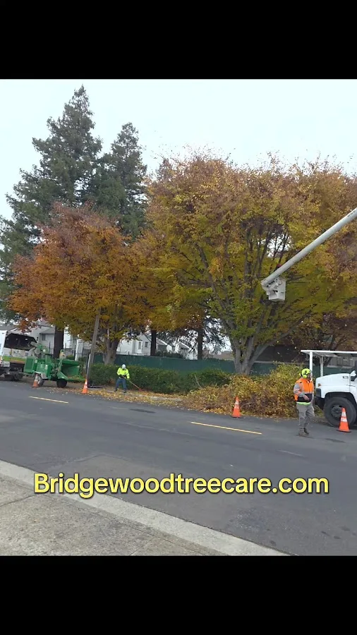 BridgeWood Tree Care work site
