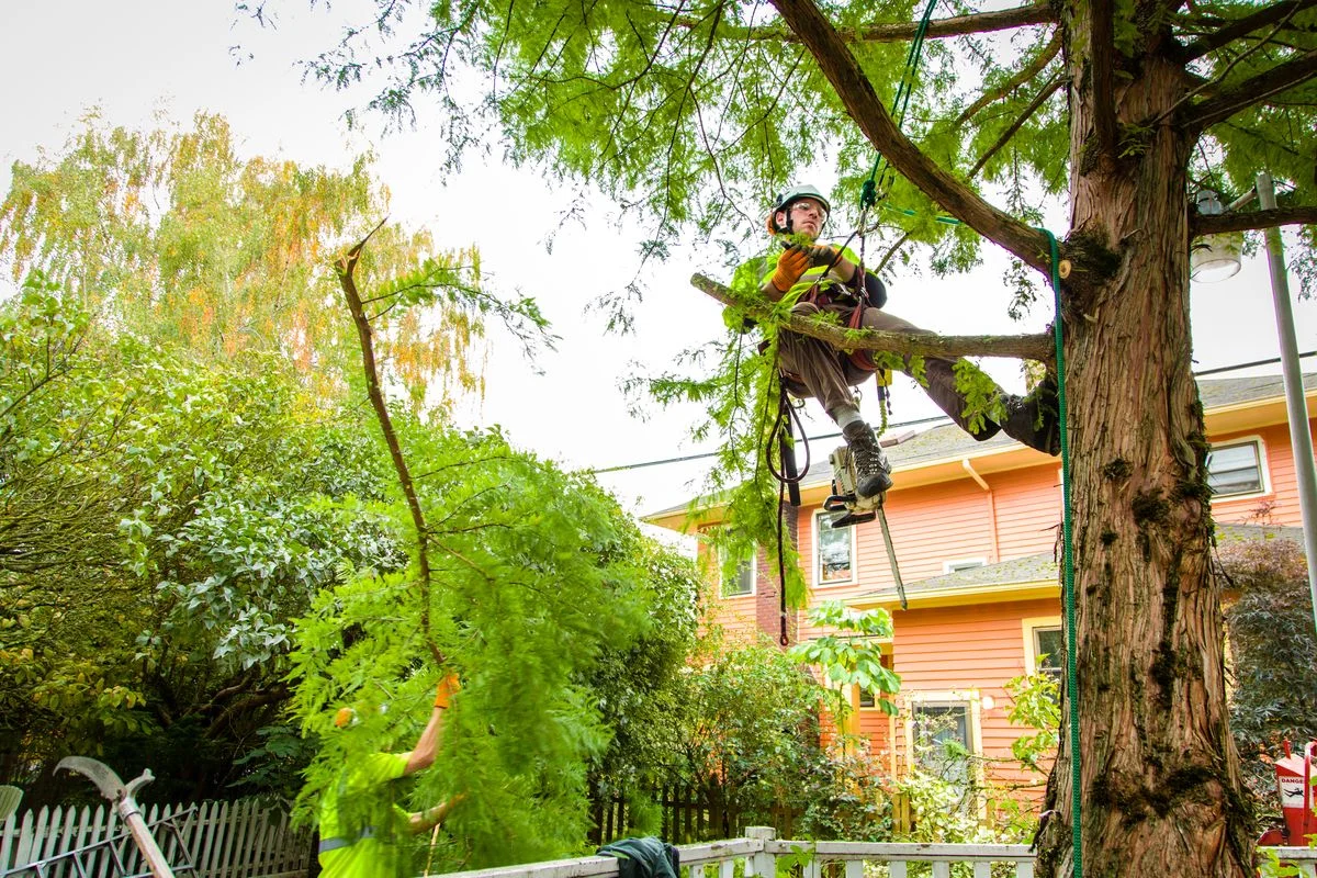 Broad Ripple Tree Service, Inc gallery 4