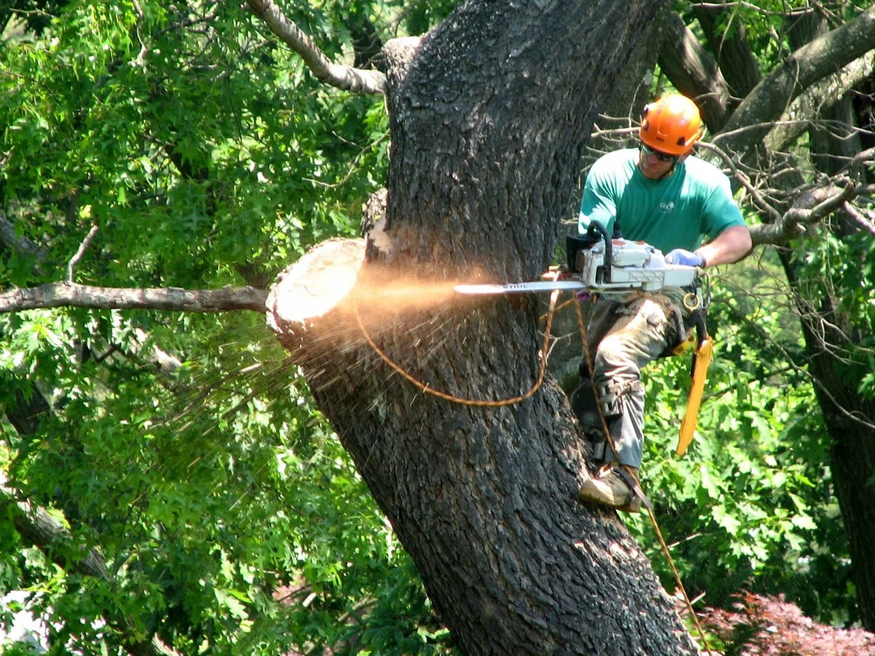 Broad Ripple Tree Service, Inc gallery 6