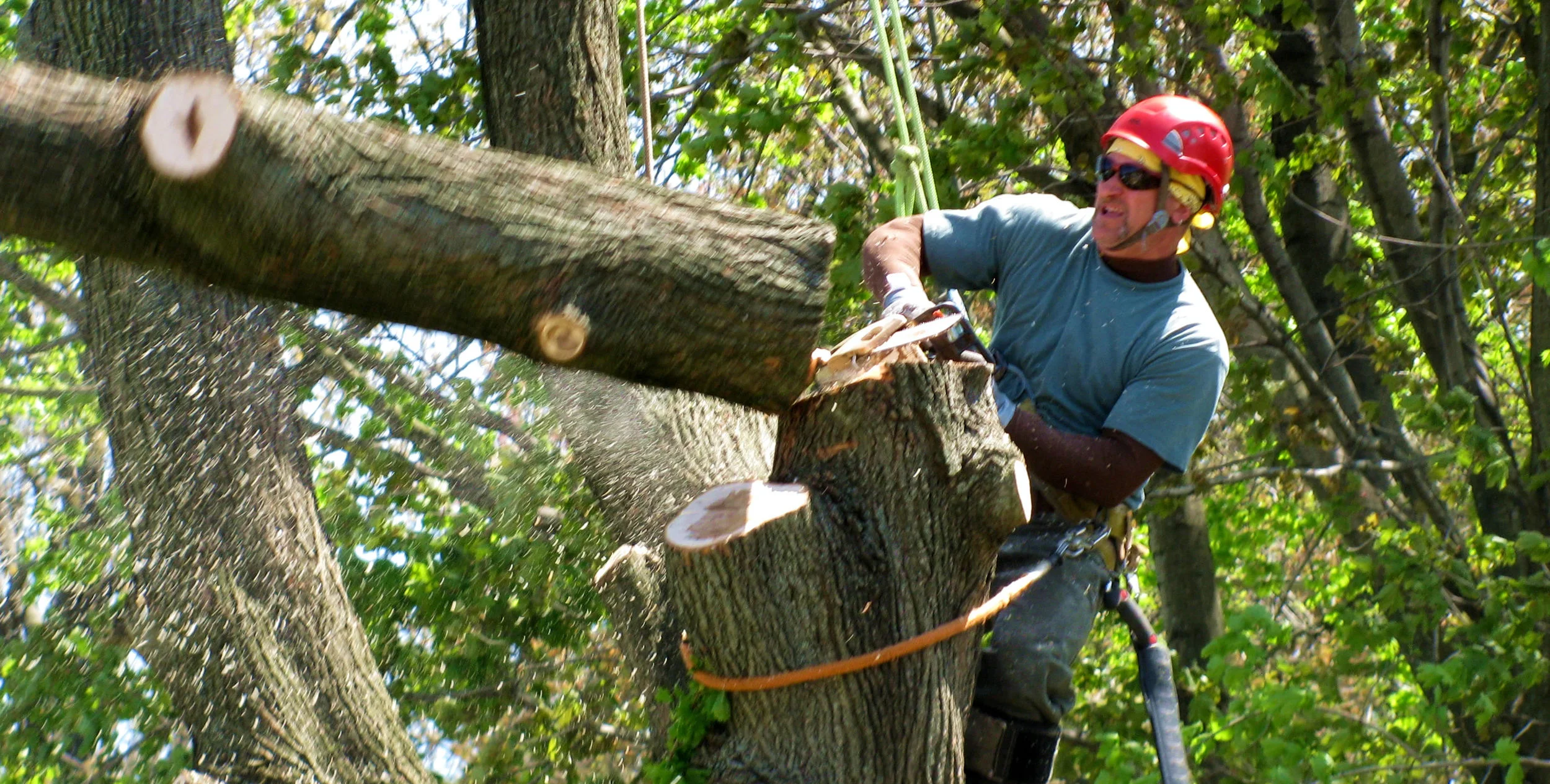 Broad Ripple Tree Service, Inc gallery 7