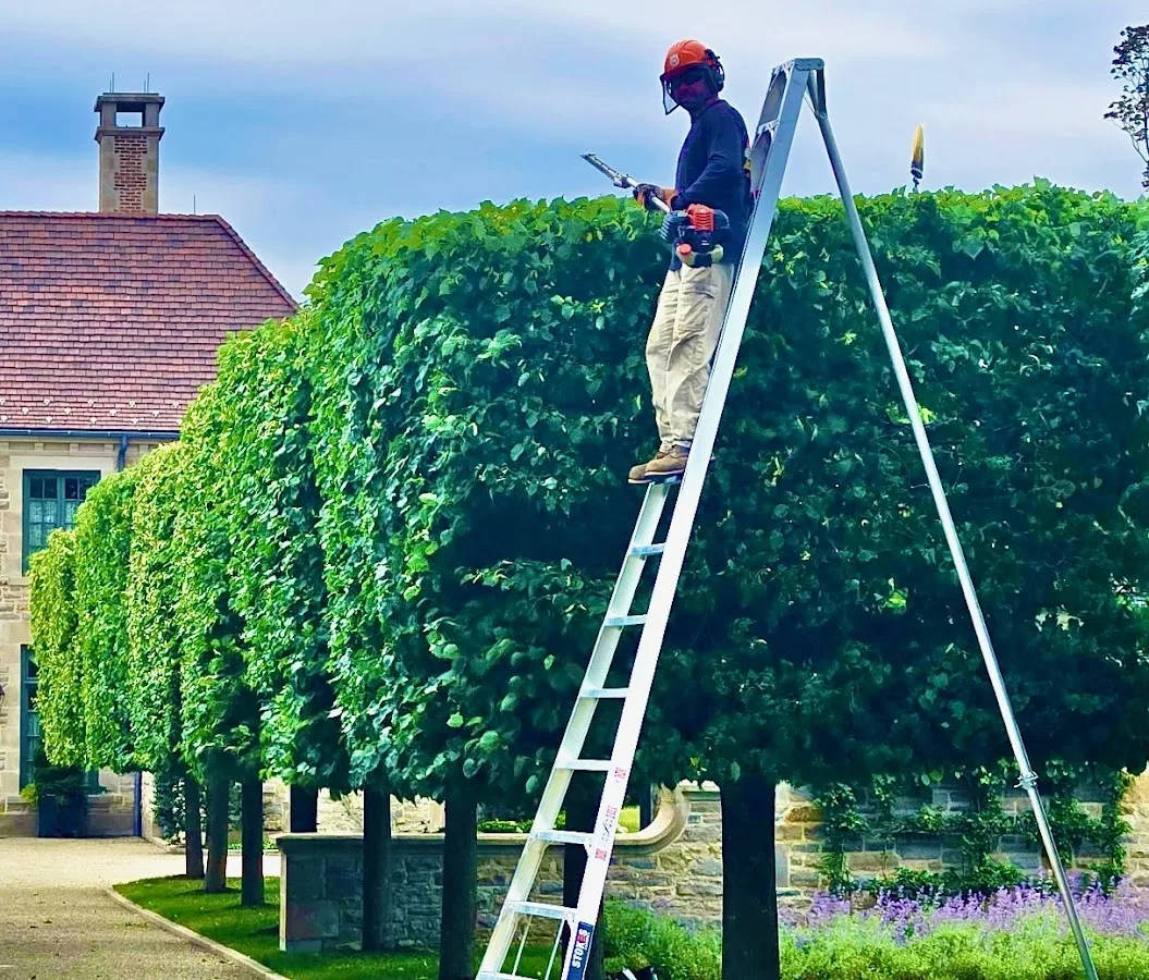 Brown & Co Tree Specialists work site