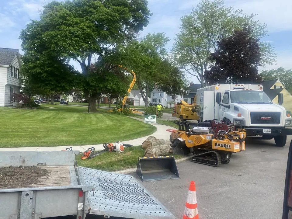 Buffalo Tree Service work site