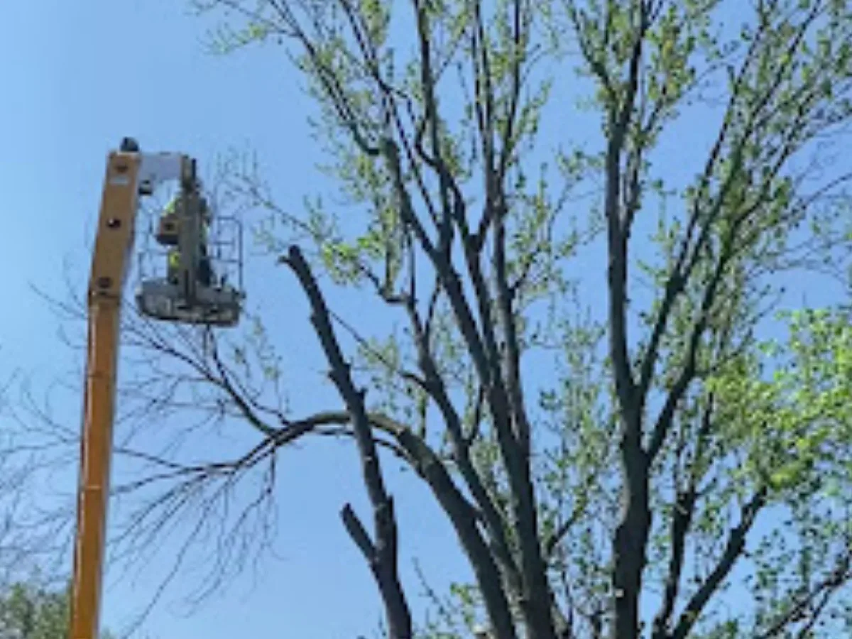 Buffalo Tree Service gallery 3