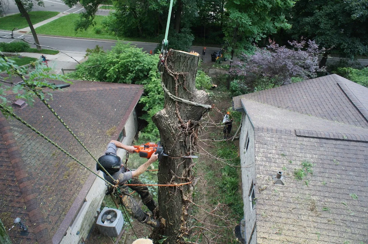 Bugg Tree Care