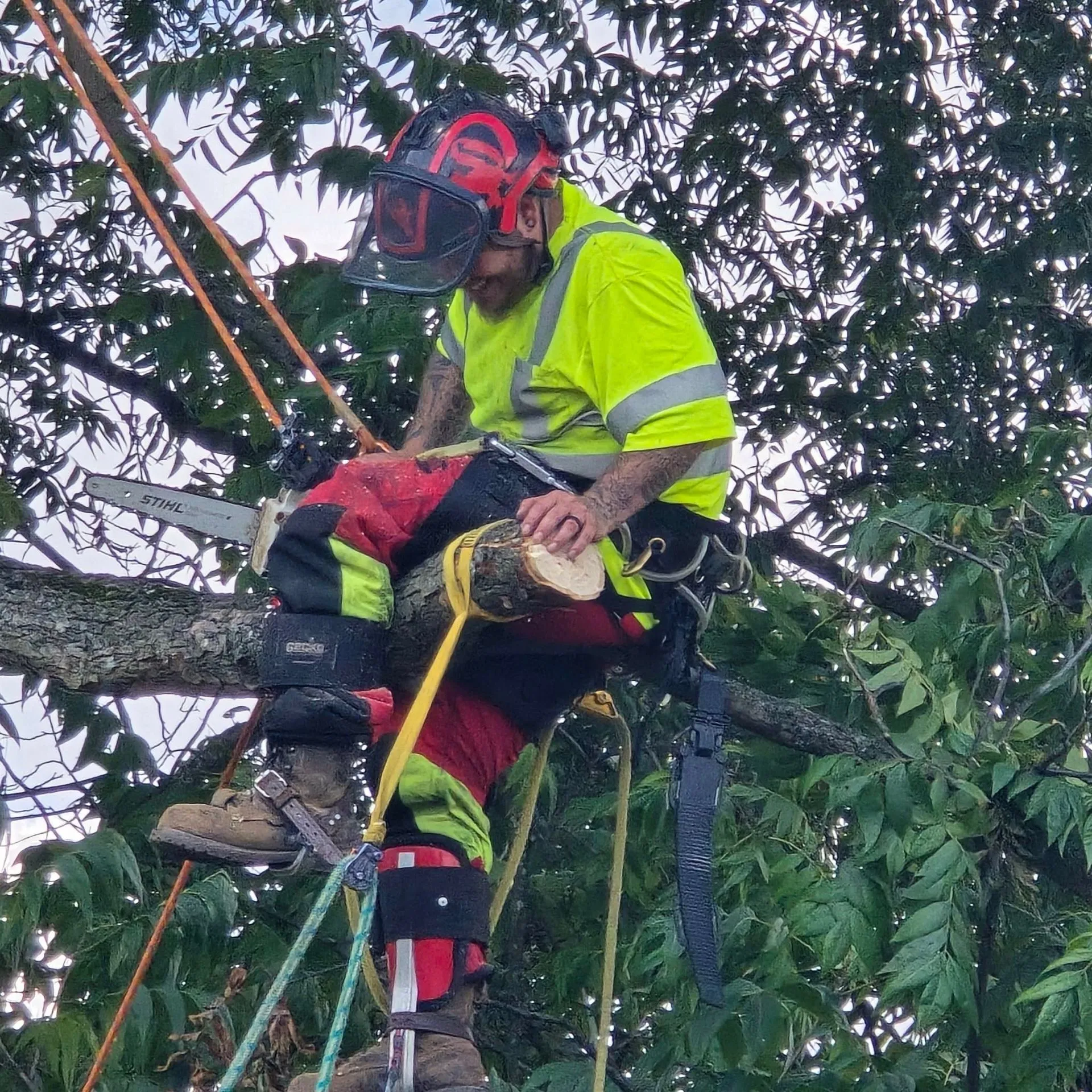Bulldogs Tree Service gallery 4