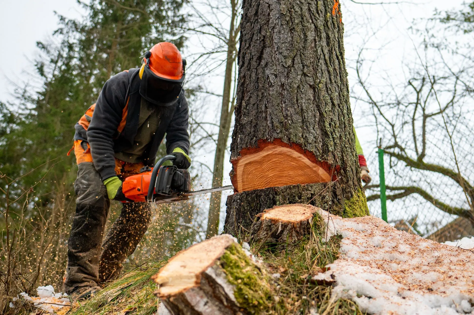 Bulldogs Tree Service gallery 5