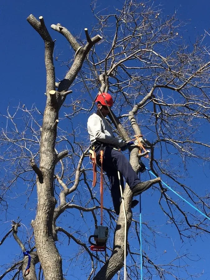 Cambium Tree Services work site