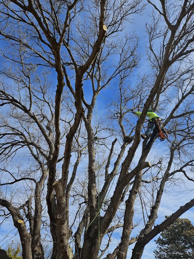 Caprock Tree Removal