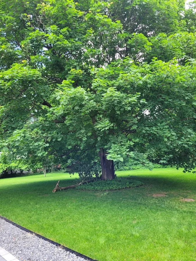 Carlson Tree Service