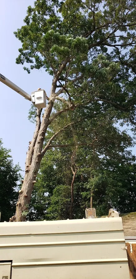 Carney Tree Service, LLC