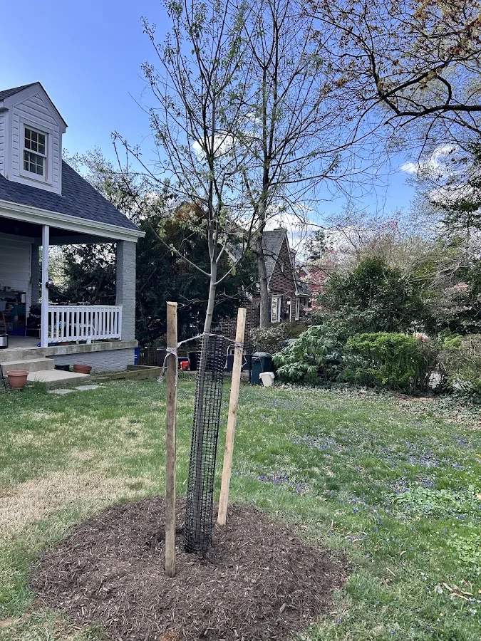 Casey Trees