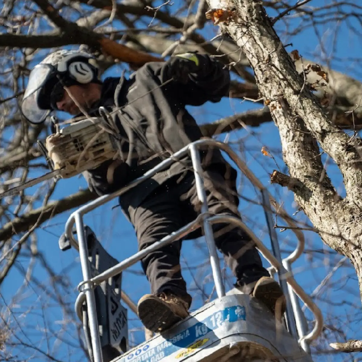 Challengers Tree Service gallery 5