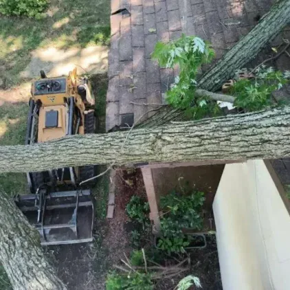 Challengers Tree Service gallery 8