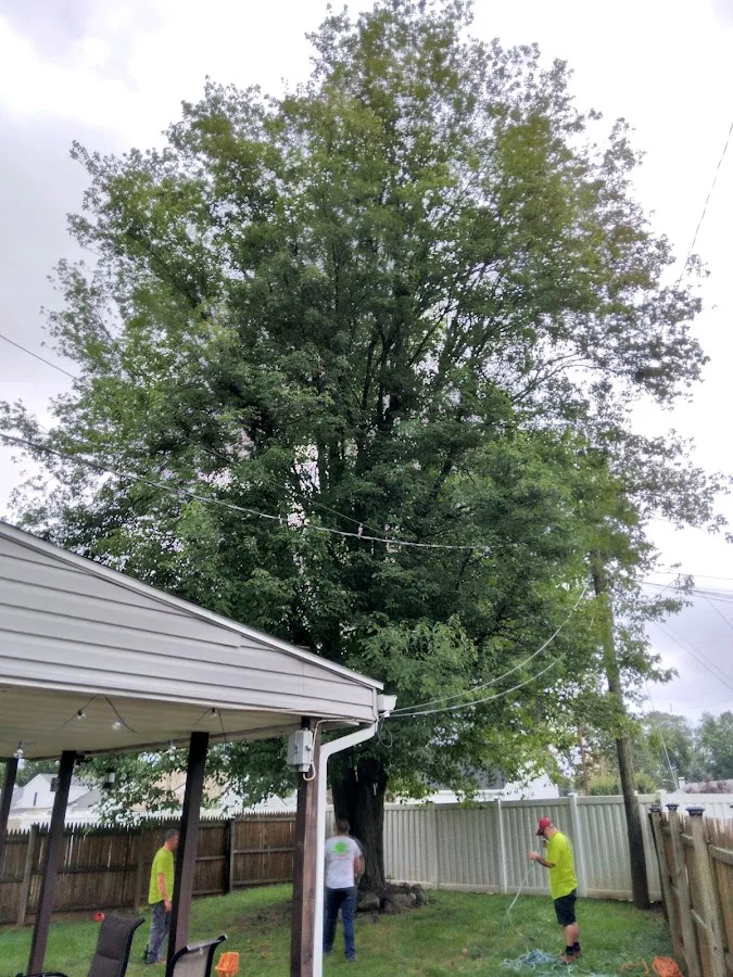 Champion Tree Care, LLC