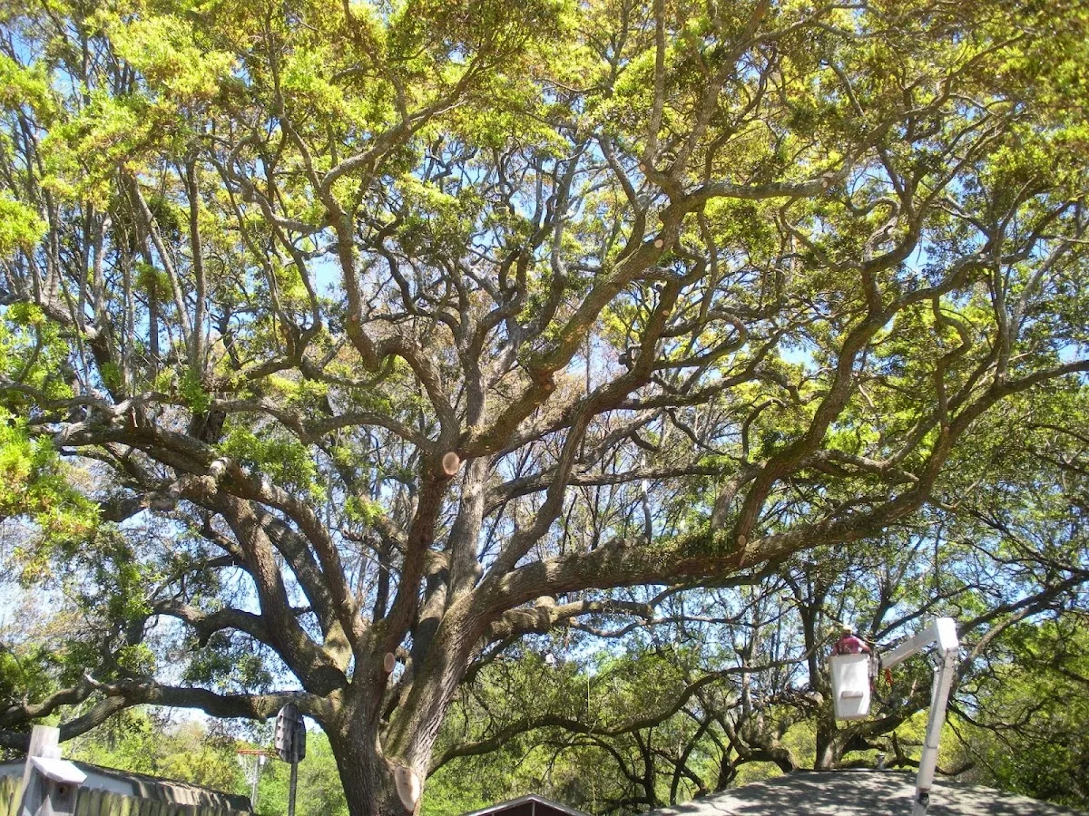 Charleston Stump Stompers & Tree Service