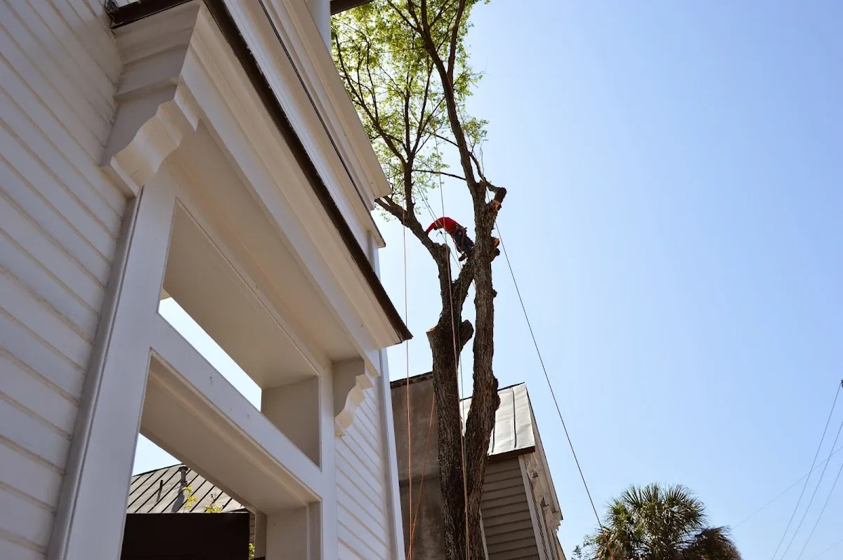 Charleston Tree Company, LLC gallery 2