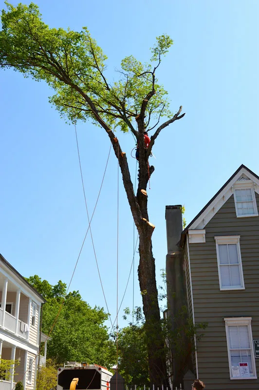 Charleston Tree Company, LLC gallery 3