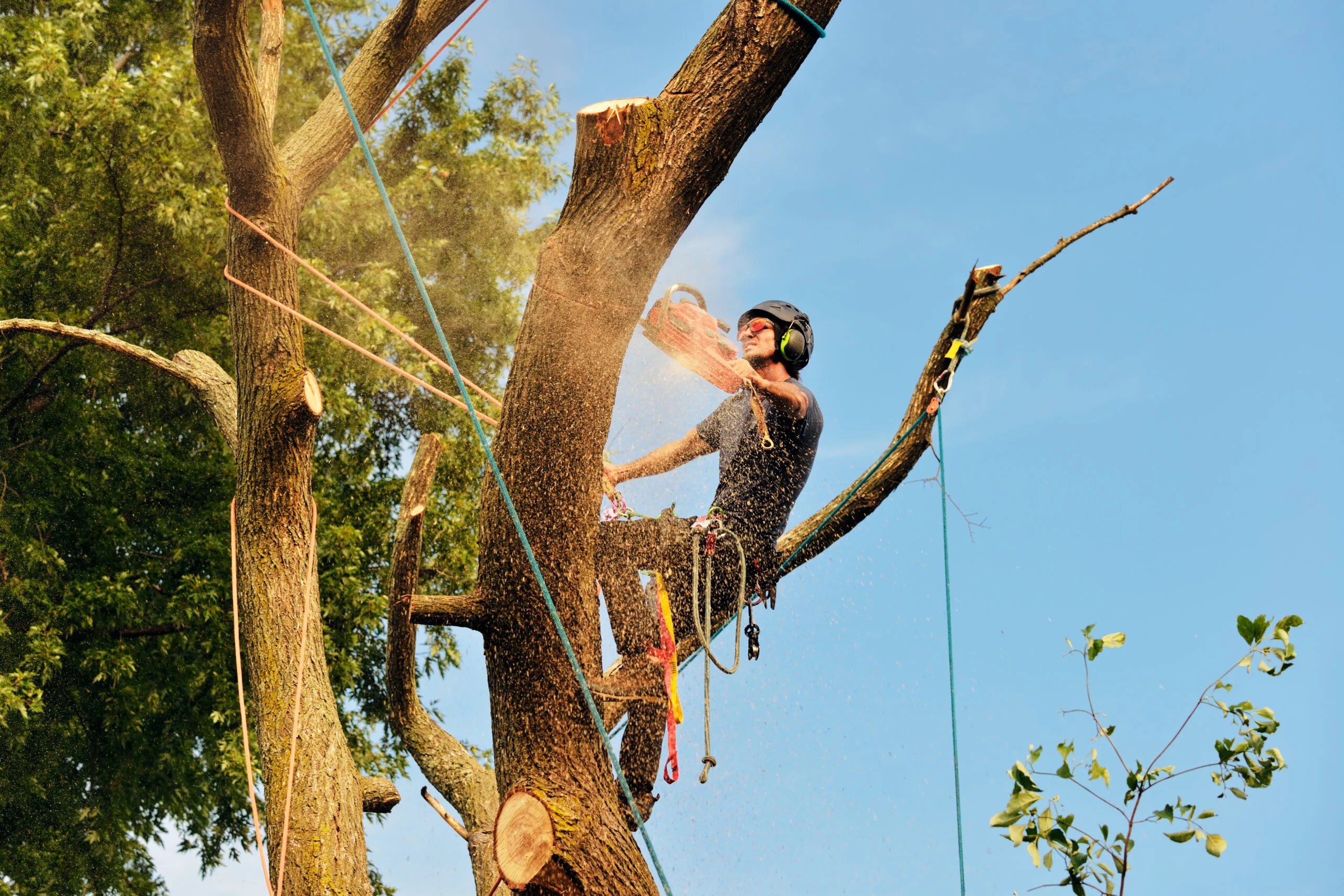Charleston WV Tree Service gallery 3